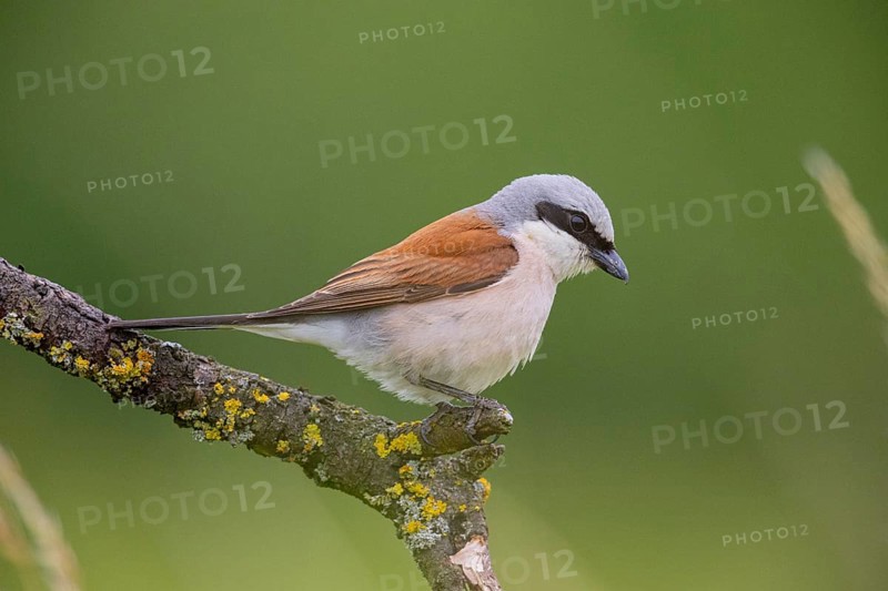 Red-backed shrike (Lanius collurio) ml Germany