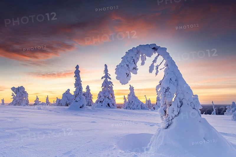 Tykky forest, snow covered spruce trees on the taiga at sunset in winter, Riisitunturi National Park, Finnish Lapland, Posio, Koillismaa, Finland, Europe