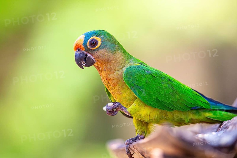 Peach-fronted conure (Aratinga aurea) Pantanal Brazil