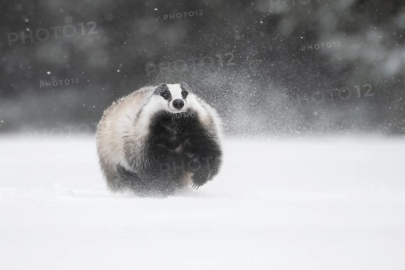 Badger in the snow, Wittlich, Rhineland-Palatinate, Germany, Europe
