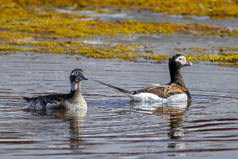 Long-tailed duck (Clangula hyemalis, Anas hyemalis) pair, female and male in breeding plumage swimming in pond in summer, Svalbard, Spitsbergen