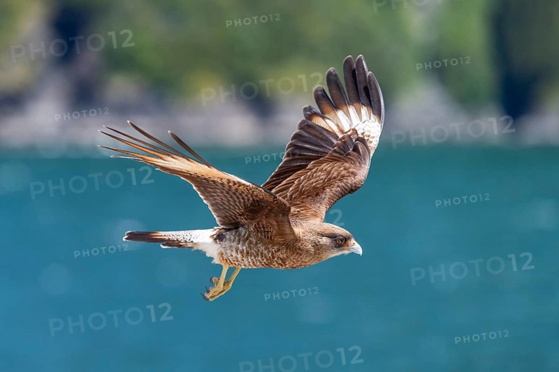Peregrine Falcon (Falco peregrinus) in flight with outstretched wings near Caleta Gonzalo, Pumalin-Douglas Tompkins National Park, Chaiten, Los Lagos region, Patagonia, Chile, South America