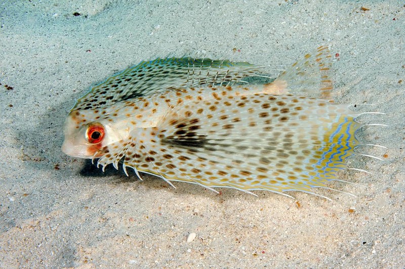 Underwater photo close-up of Oriental Flyingcock (Dactylopterus orientalis) swimming over sandy seabed seabed, Indian Ocean, Mauritius, Africa