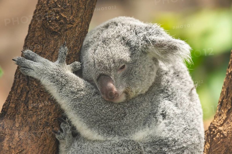 Koala (Phascolarctos cinereus) sitting on a tree, captive, distribution South Australia, Australia, Oceania