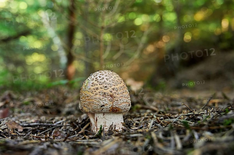Young pearl mushroom or reddish bead mushroom (Amanita rubescens), Switzerland, Europe