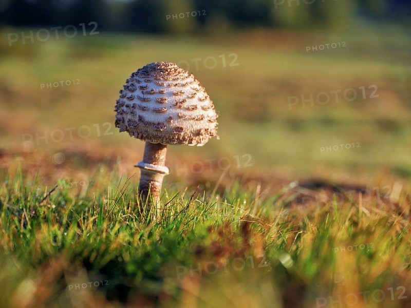 Parasol mushroom, Parasol or giant umbrella mushroom (Macrolepiota procera), Switzerland, Europe