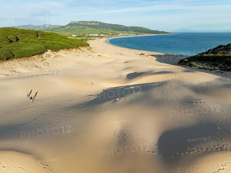 The famous dune of Bolonia at the sandy coastline of the Atlantic Ocean and framed by forests of Stone pines (Pinus pinea) . Aerial view. Drone shot. Cádiz province, Andalusia, Spain, Europe