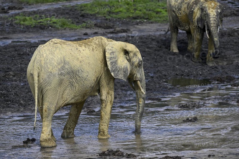 African forest elephants (Loxodonta cyclotis) in the Dzanga Bai forest clearing, Dzanga-Ndoki National Park, Unesco World Heritage Site, Dzanga-Sangha Complex of Protected Areas (DSPAC), Sangha-Mbaéré Prefecture, Central African Republic, Africa