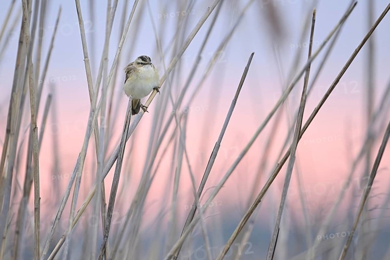 Reed warbler (Acrocephalus schoenobaenus), male on reeds, Lake Neusiedl National Park, Seewinkel, Burgenland, Austria, Europe