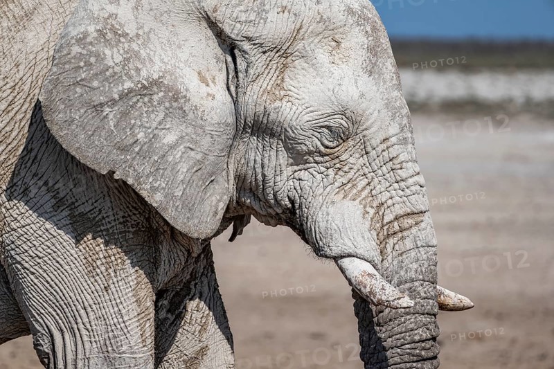 African elephant (Loxodonta africana), male, animal portrait, Nebrowni waterhole, Etosha National Park, Namibia, Africa