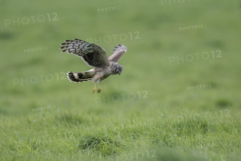 Hen harrier (Circus cyaneus), Emsland, Lower Saxony, Germany, Europe