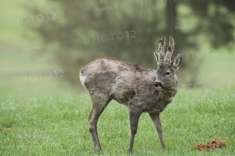 European roe deer (Capreolus capreolus) buck with shaggy winter coat and long, barely covered bast spikes at the hide, bast bursts open, sweeping begins, Allgäu, Bavaria, Germany, Europe