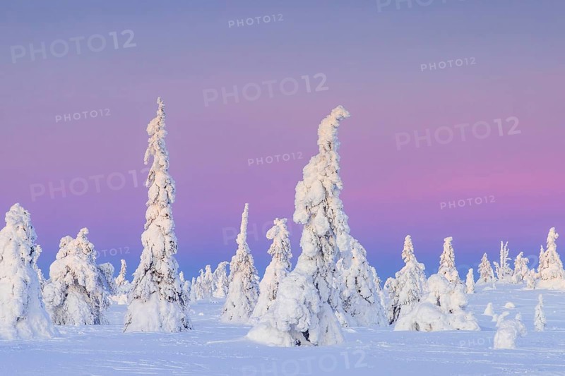 Tykky forest, snow covered spruce trees on the taiga at sunset in winter, Riisitunturi National Park, Finnish Lapland, Posio, Koillismaa, Finland, Europe