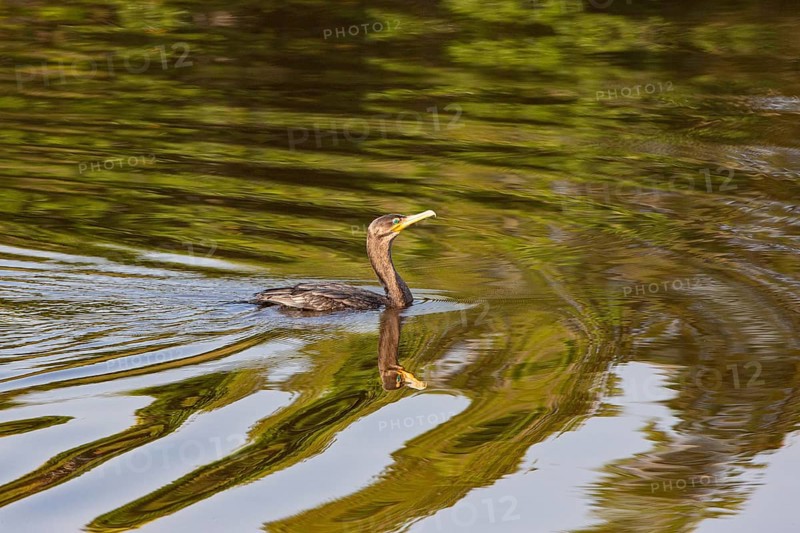 Humboldt Cormorant (Phalacrocorax brasilianus) Pantanal Brazil