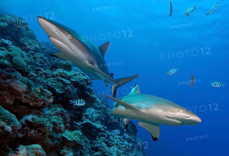 Underwater photo of two Grey reef sharks (Carcharhinus amblyrhynchos) swimming over coral reef towards viewer turn off, Pacific Ocean, Yap Island, Yap State, Caroline Islands, Federated States of Micronesia FSM, Australia, Oceania