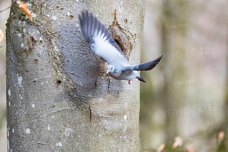 Stock Dove (Columba oenas) at Black Woodpecker Cave Germany