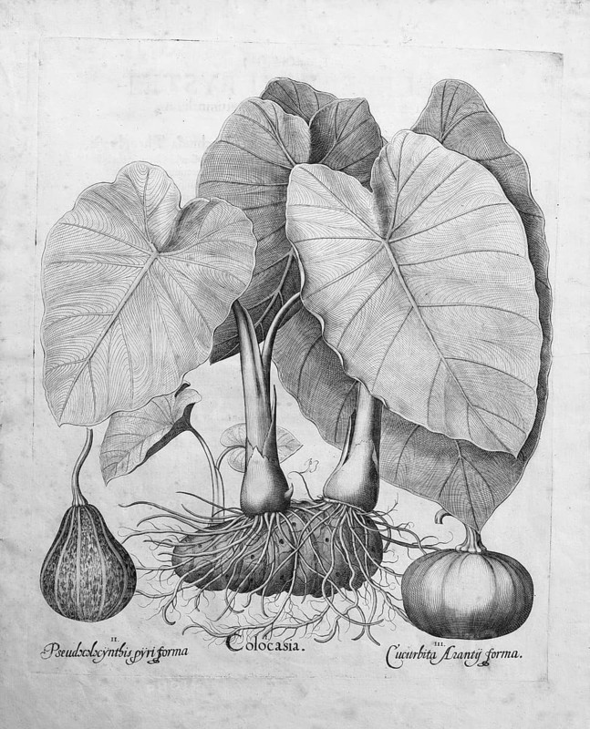Taro (Colocasia esculenta), pumpkins, copperplate engraving by Basilius Besler, from the plant book Hortus Eystettensis, 1613