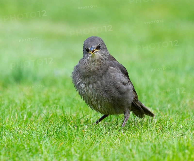 Starling (Sturnus vulgaris), young bird standing on a lawn in the garden, Lower Saxony, Germany, Europe