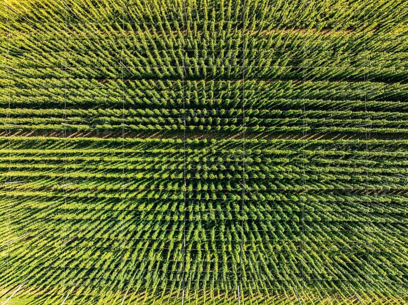Bird's eye view of a symmetrical green field with densely growing plants, hop garden, Hochdorf, Black Forest, Germany, Europe
