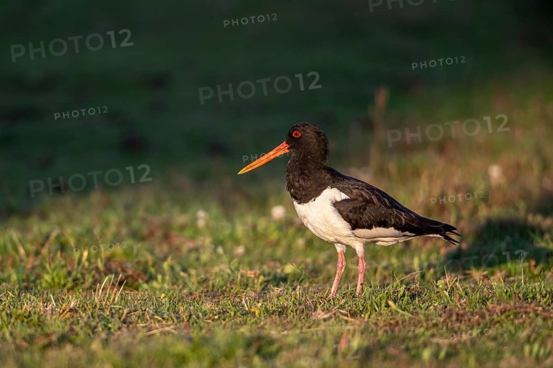 Oystercatcher (Haematopus ostralegus), Emsland, Lower Saxony, Germany, Europe