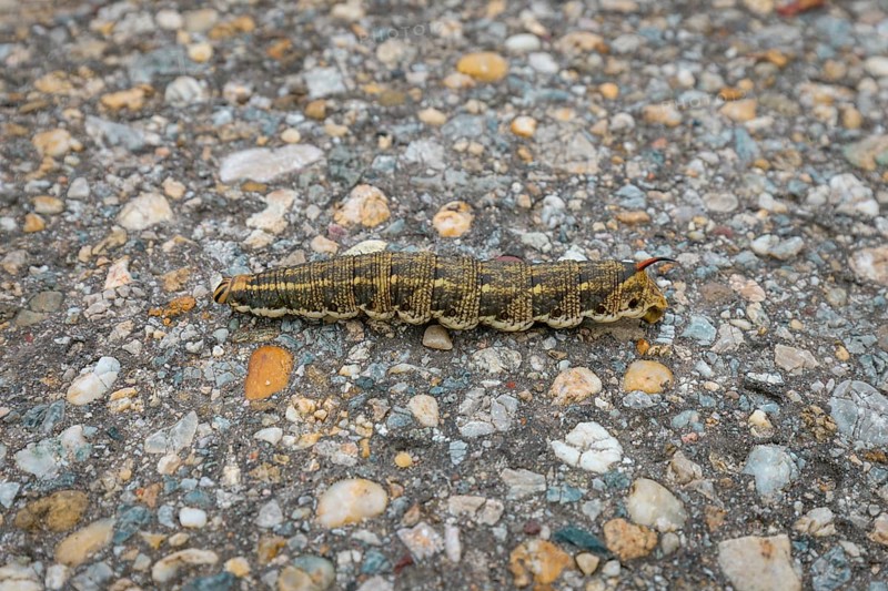 Caterpillar of the winch hawkmoth (Agrius convolvuli) crawling over the stony surface of a road, Lake Neusiedl National Park, Burgenland, Austria, Europe