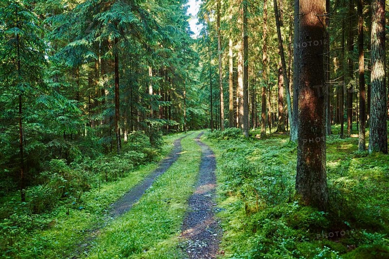 Landscape of a little road going through a Norway spruce (Picea abies) forest in summer