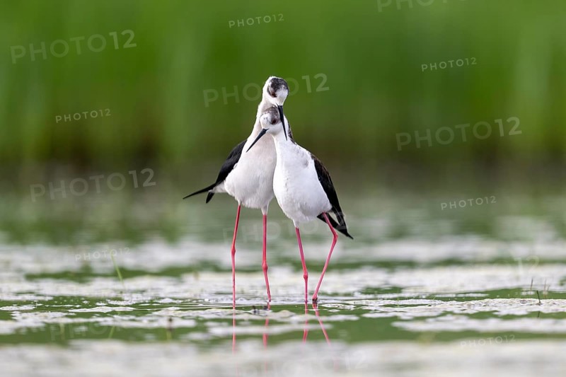 Black-winged Black-winged Stilt (Himantopus himantopus), couple making love in the water, Neusiedler See-Seewinkel National Park, Burgenland, Austria, Europe