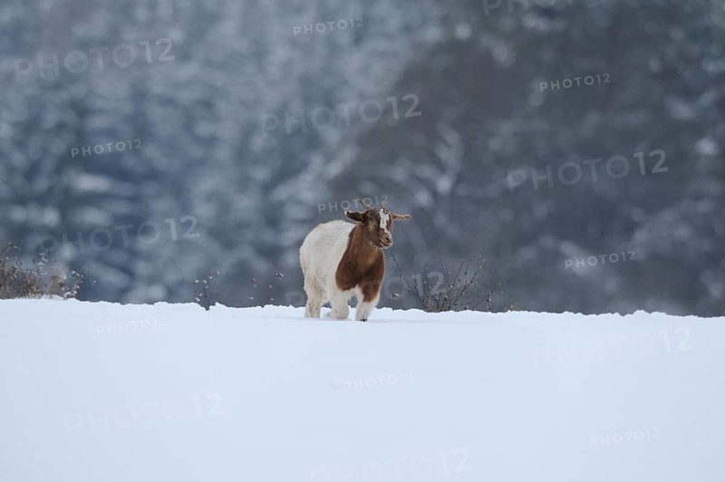 Boer goat, domestic goat (Capra aegagrus hircus) on a snowy meadow, Bavaria