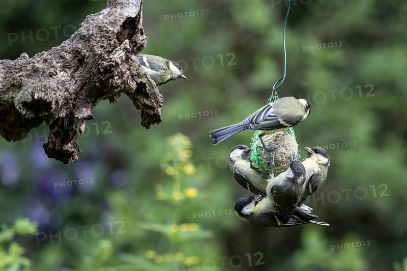 Great tits (Parus major) at the tit dumpling, Emsland, Lower Saxony, Germany, Europe
