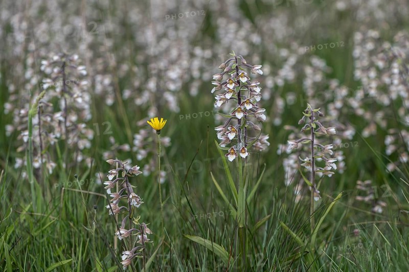 Marsh helleborine (Epipactis palustris), mass population, Emsland, Lower Saxony, Germany, Europe