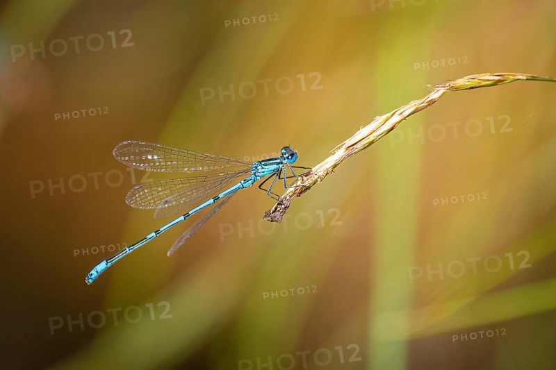 A blue dragonfly (Coenagrion) sitting on a blade of grass in a natural environment, Ternitz, Lower Austria, Austria, Europe