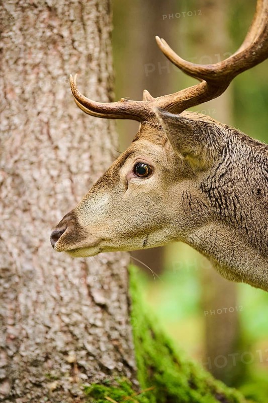 European fallow deer (Dama dama) stag in a forest, portrait, Bavaria, Germany, Europe