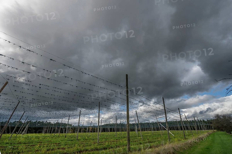 Dark rain clouds (Nimbostratus) over a harvested hop field, Bavaria, Germany, Europe