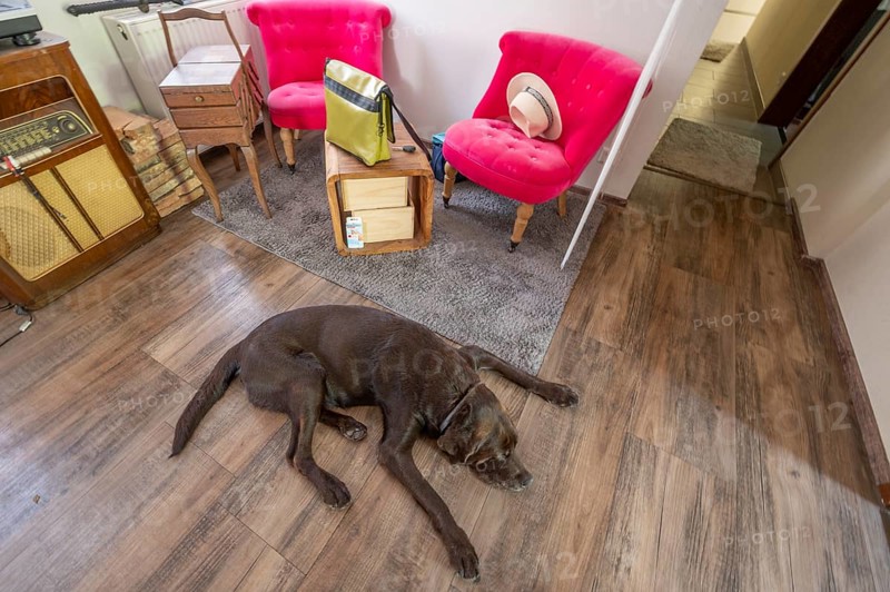 Sleeping dog, breed Labrador lying stretched out on the floor of a living room corner, Baden-Württemberg, Germany, Europe