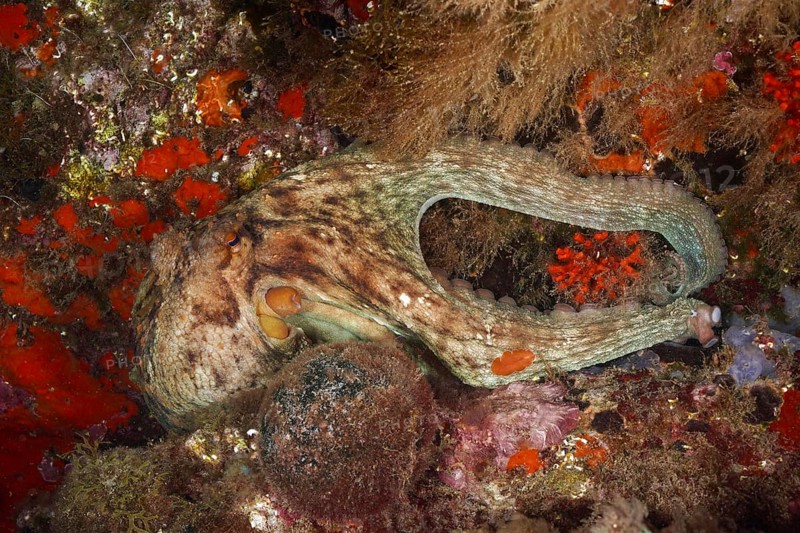 A Common Octopus (Octopus vulgaris) is skilfully camouflaged and hidden in the underwater landscape. Dive site Marine reserve Cap de Creus, Rosas, Costa Brava, Spain, Mediterranean Sea, Europe