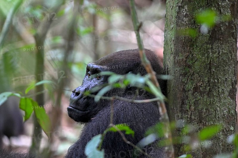 Western lowland gorilla (Gorilla gorilla gorilla), male animal, silverback, Loango National Park, Parc National de Loango, Ogooué-Maritime Province, Gabon, Africa