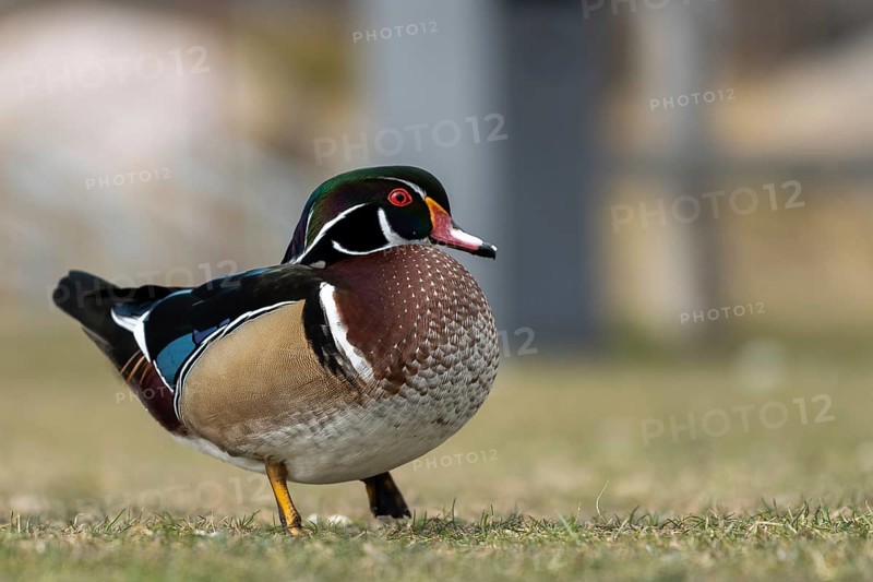 Wood duck (Aix sponsa) on a shore excursion