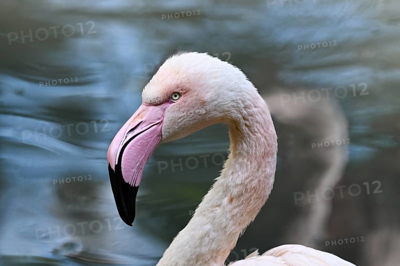 Close up portrait of greater flamingo (Phoenicopterus roseus), captive
