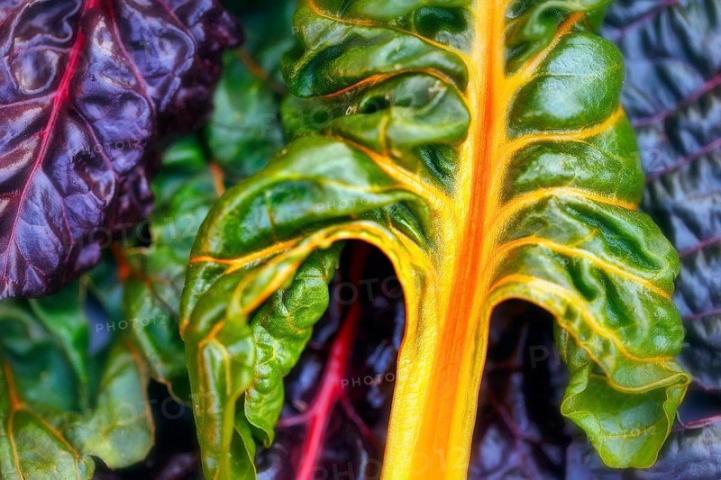Chard (Beta vulgaris), colourful, chard leaves in different colours, green, purple, orange, red