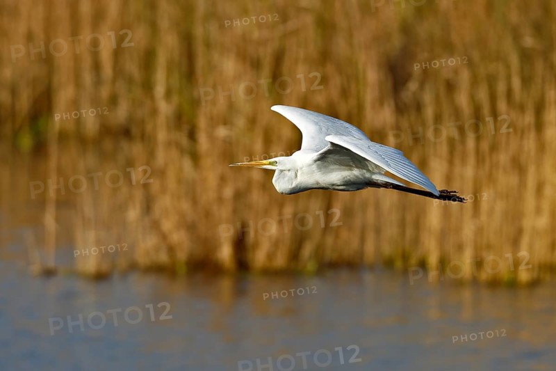 Great White Egret (Ardea alba) in flight over the water in front of a reed edge in the morning light, Flusslandschaft Peenetal nature park Park, Mecklenburg-Western Pomerania, Germany, Europe