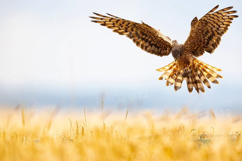 Montagu's harrier (Circus pygargus) wbl Germany