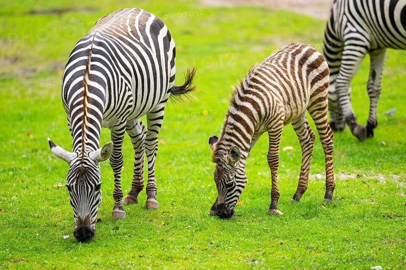 Plains zebra (Equus quagga) mother and foal standing on a meadow, Germany, Europe