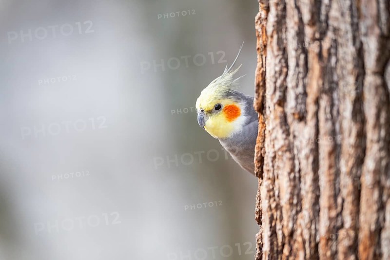 Cockatiel (Nymphicus hollandicus) sitting on a tree trunk, Bavaria, Germany, Europe