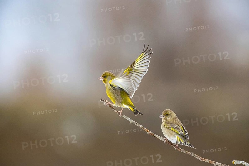 Greenfinch (Carduelis chöloris) Germany