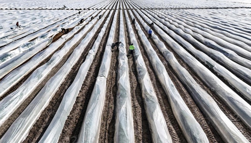 The first asparagus is harvested from a foil-covered asparagus field, Beelitz, 26/03/2024