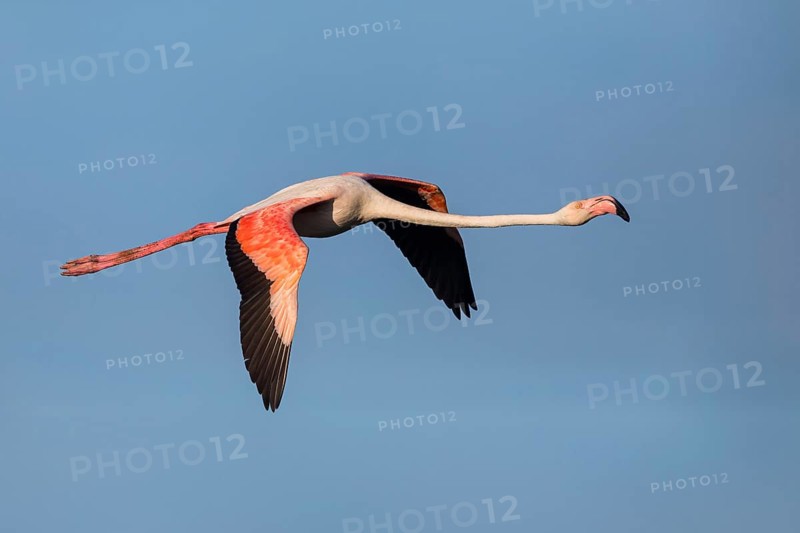 Greater flamingo (Phoenicopterus roseus), flight photo, side view, East Khawr / Khawr Ad Dahariz, Salalah, Dhofar, Oman, Asia