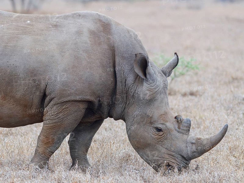 Southern white rhinoceros (Ceratotherium simum simum), adult male feeding on dry grass, with red-billed oxpecker (Buphagus erythrorynchus) resting on its horn, close-up, Kruger National Park, South Africa, Africa