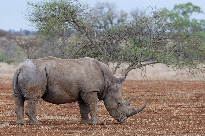 Southern white rhinoceros (Ceratotherium simum simum), adult male feeding on grass, foraging in dry grassland, Kruger National Park, South Africa, Africa