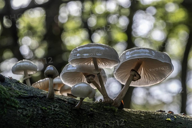 Ringed beech slime moulds (Oudemansiella mucida), Emsland, Lower Saxony, Germany, Europe