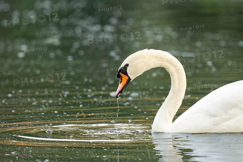 Mute swan (Cygnus olor), Rosensteinpark, Stuttgart, Baden-Württemberg, Germany, Europe